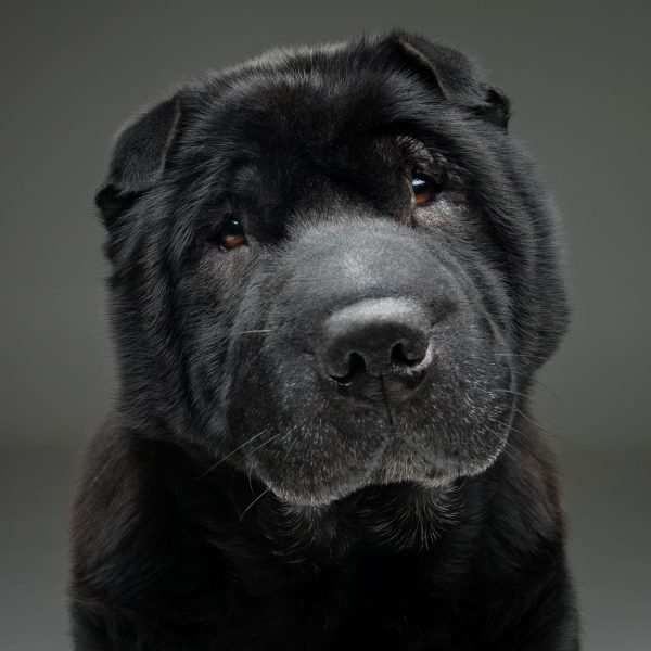 beautiful-black-shar-pei-dog-over-grey-background-2021-08-26-17-11-50-utc-min.jpg
