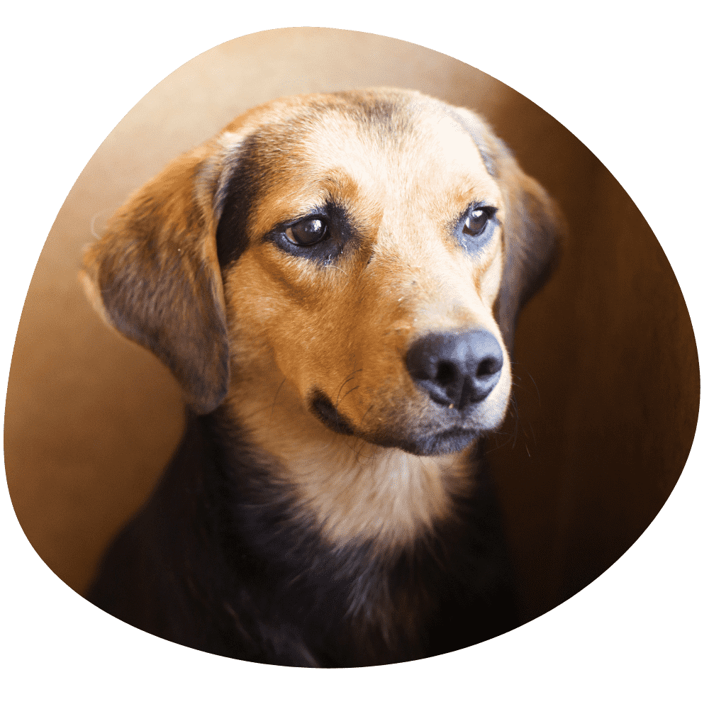 blob-pet-hero.png