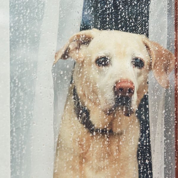sad-dog-waiting-alone-at-home-2022-02-01-23-40-17-utc-min.jpg